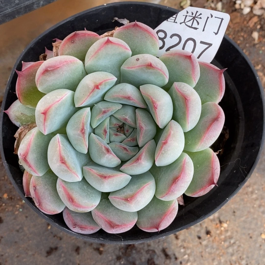 A***光杂交精品多肉8207~8厘米