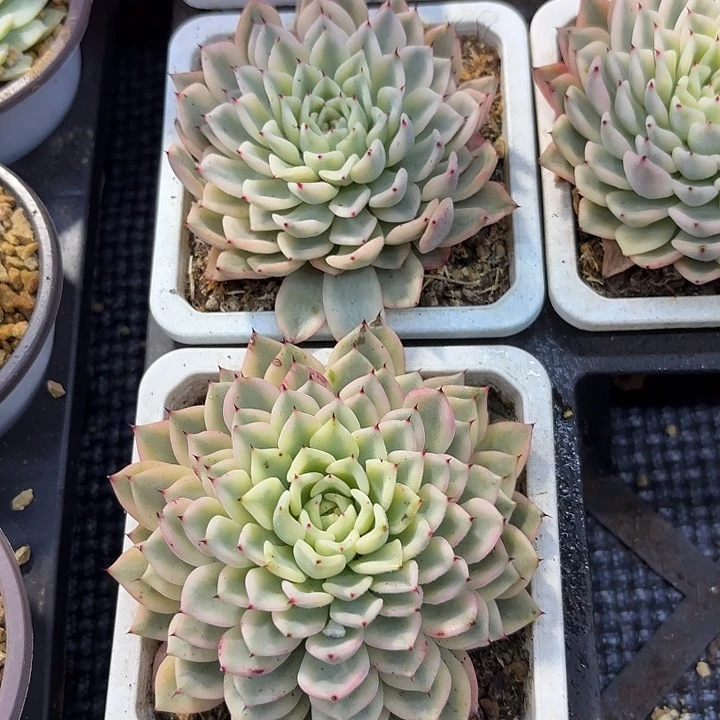 吉尔巴玫瑰量拍好看