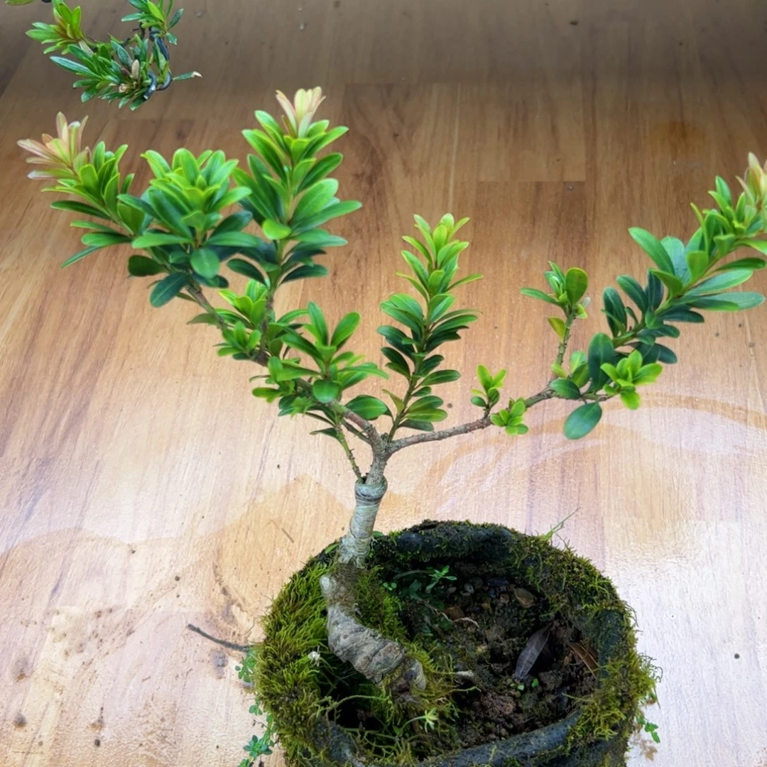 完全开放红芽罗汉松盆景素材