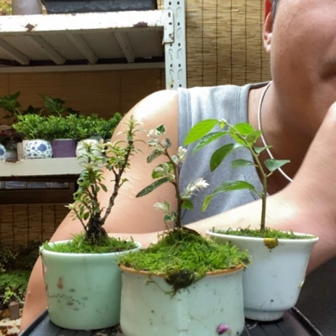 红陶一物一拍所见即所得228