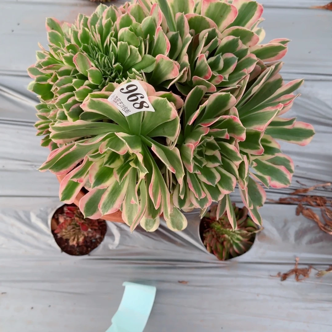 968白凤缀化多肉植物满28包邮