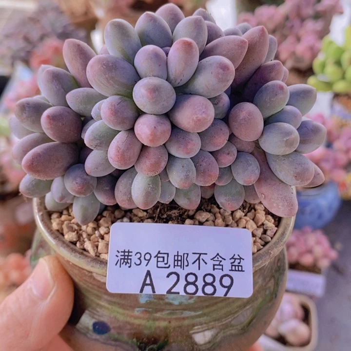 汤圆群9cm2889多肉酱