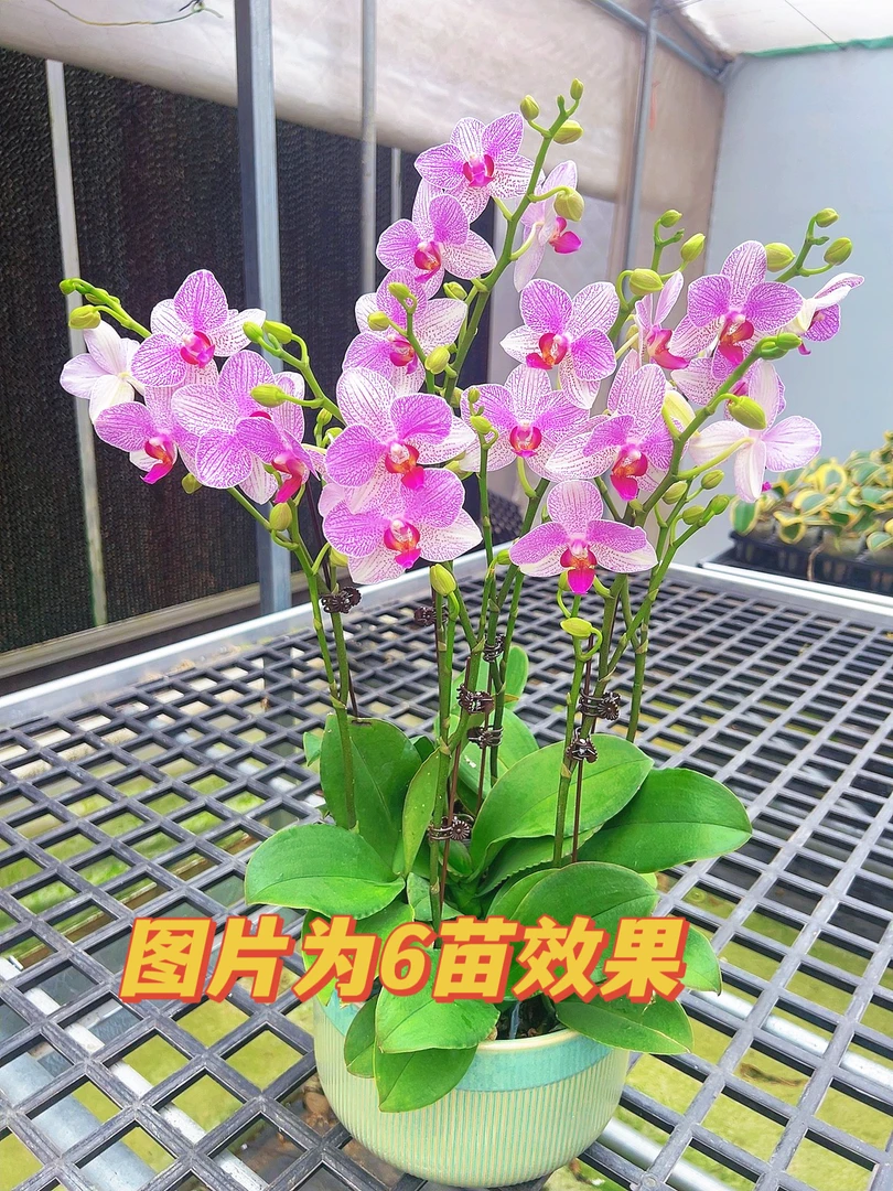 [清风06]3.0寸粉色蜡质中花型蝴蝶兰带花带花苞发货皮实易复花
