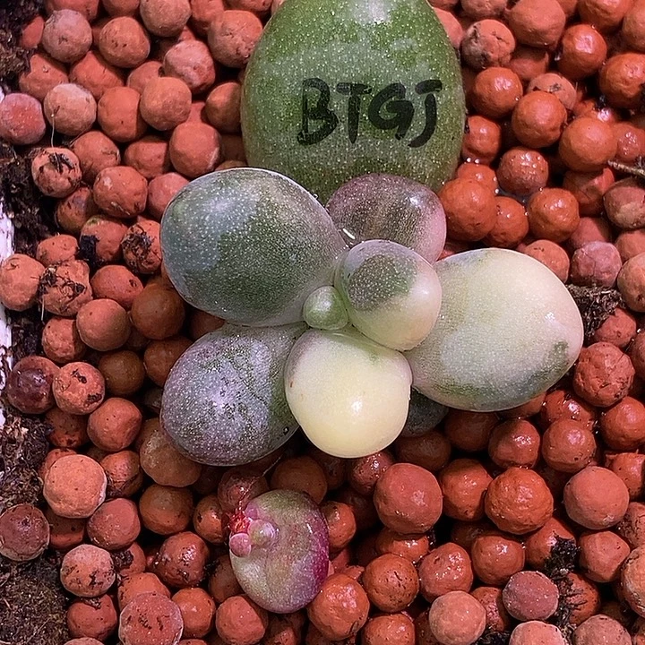 白糖果美人锦多肉植物