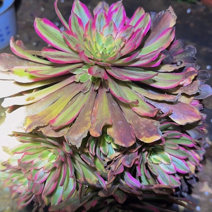 粉霞捧花亏本福利30