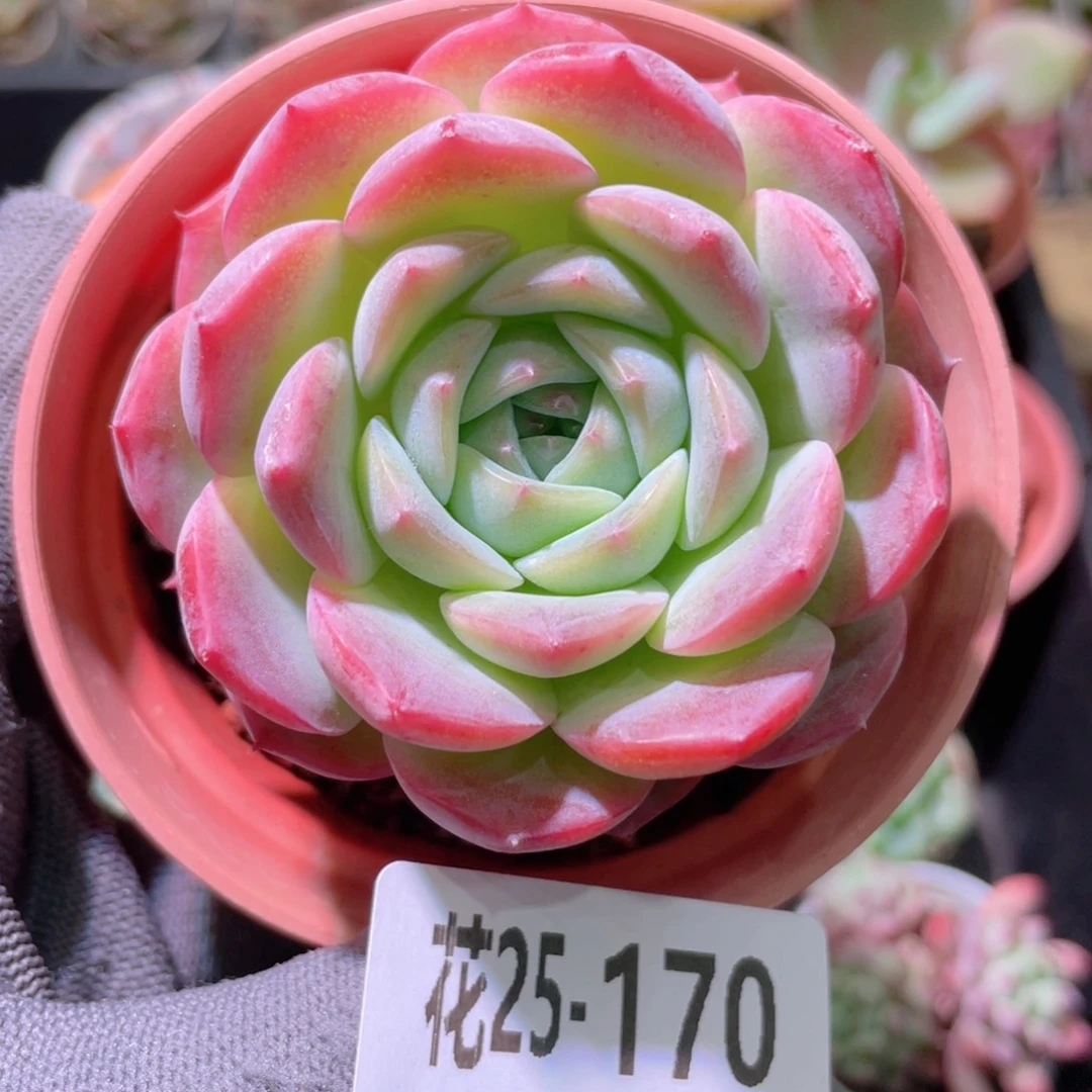 花利美25-170新品