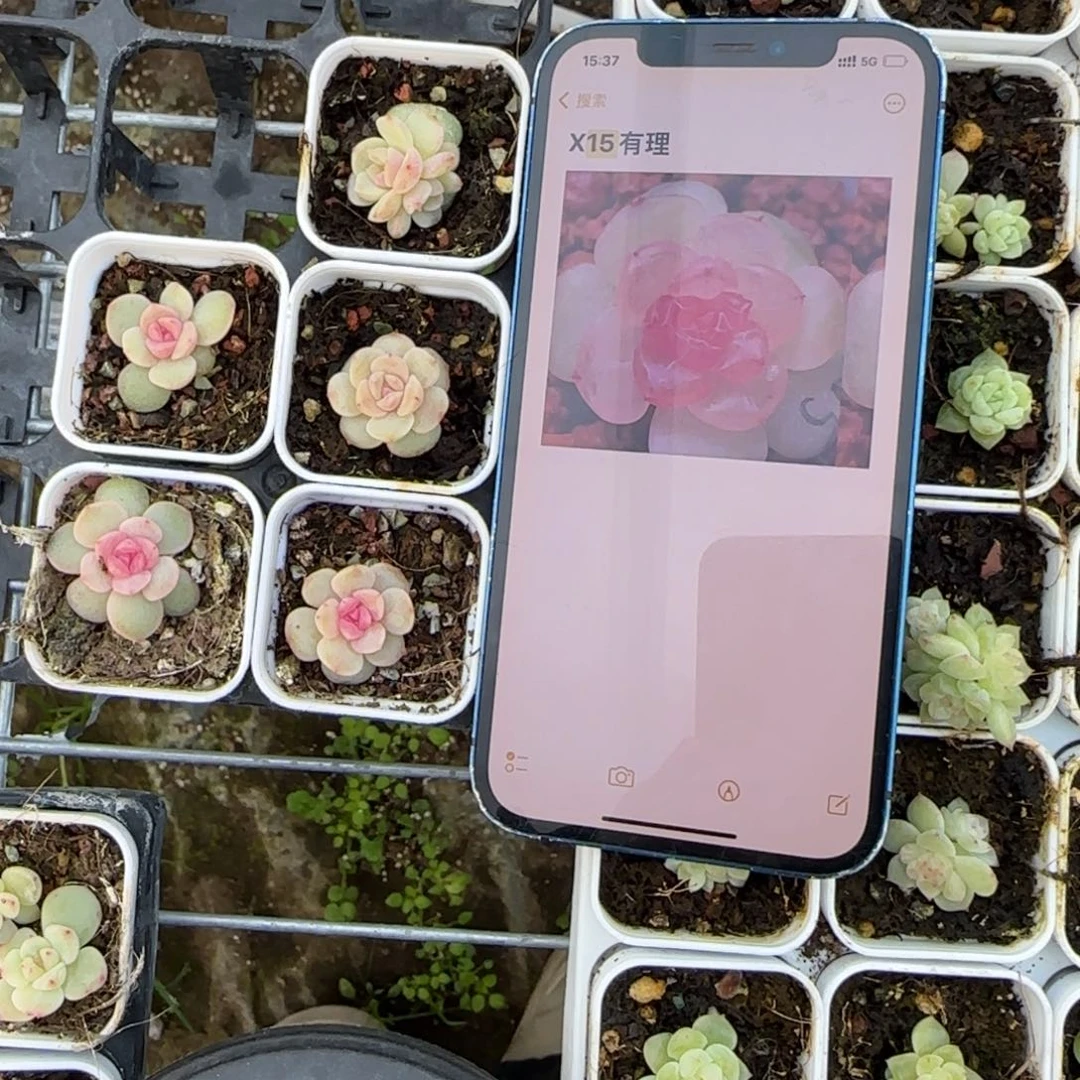 有理X15 盆1床一个满25包邮