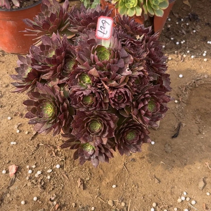 6/27红魔有断肢处理不售后多肉