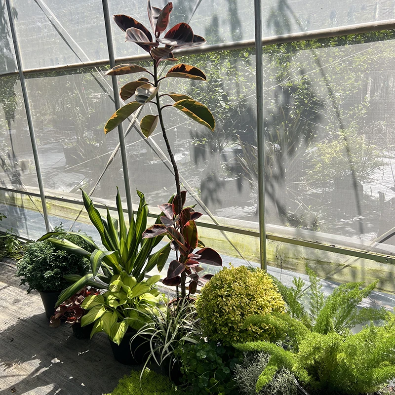 罗曼的花园 高级感花境组合盆栽苗餐厅花园庭院观叶阳台小尺寸