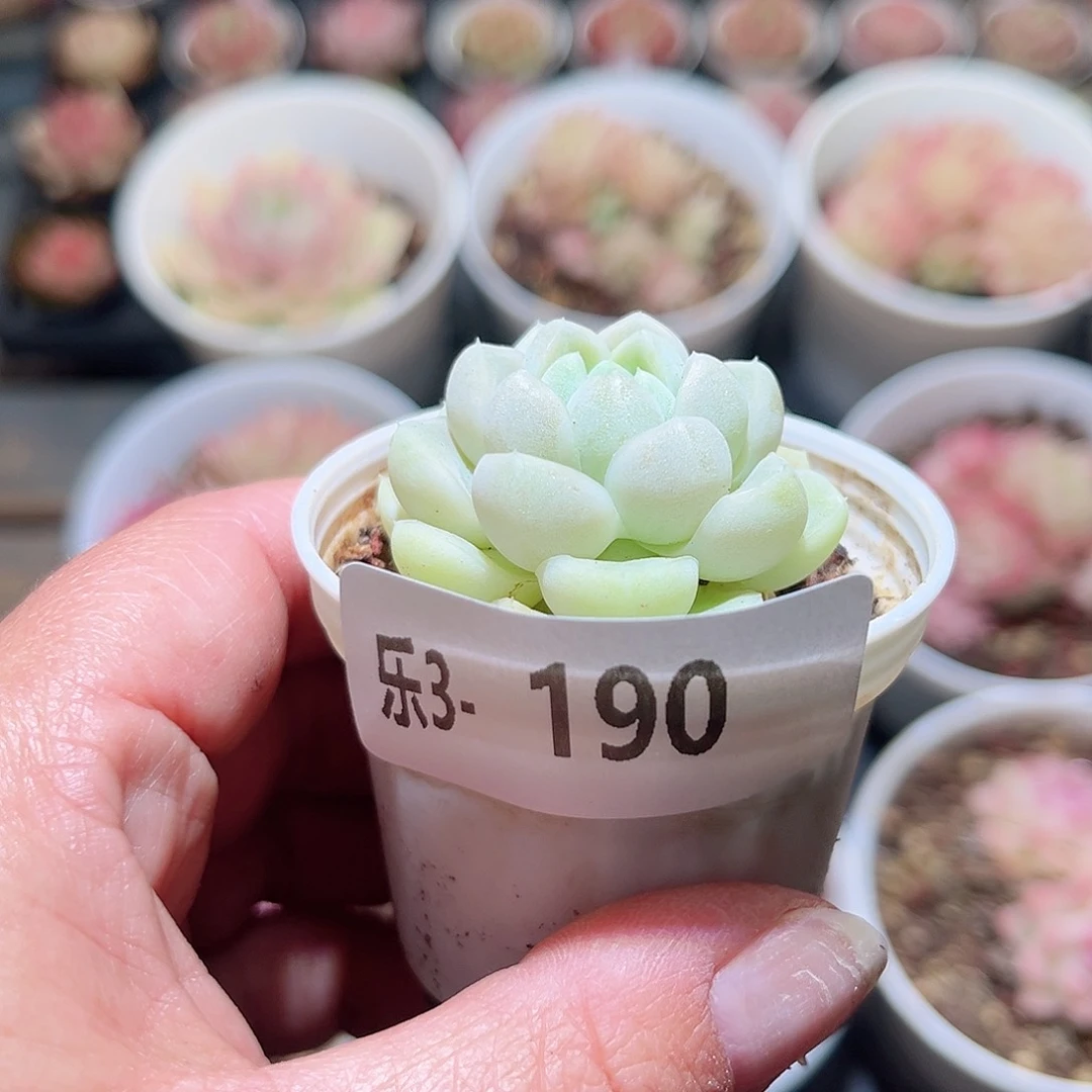 乐3-190 厚叶月影