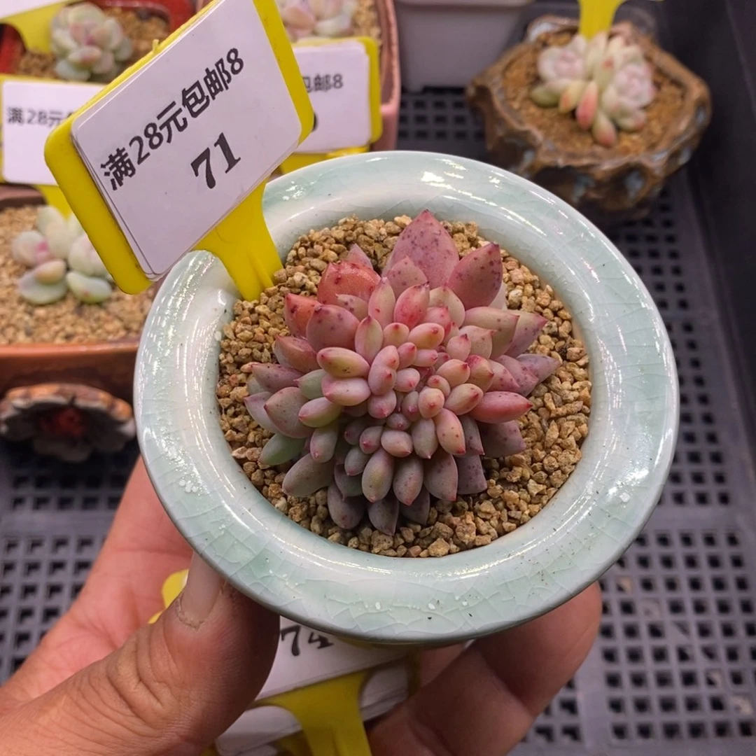 871爱丽儿缀多肉植物……