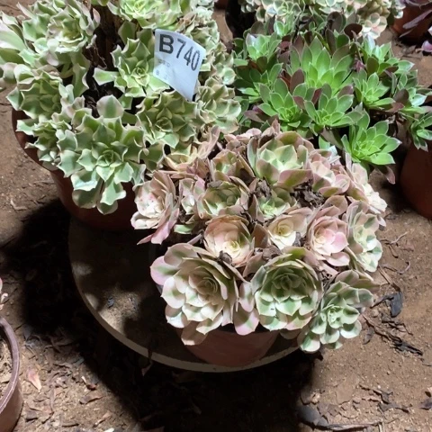 丽***活740三颗法师多肉植物