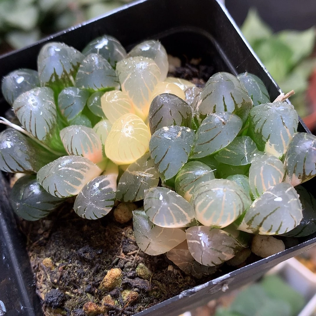 冰灯玉露锦带盆土发货