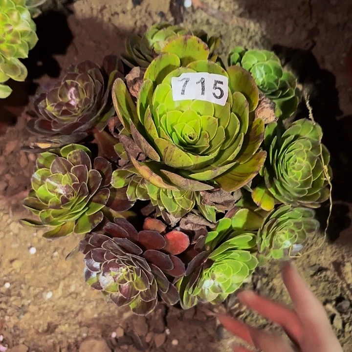 715花月夜多肉植物不售后