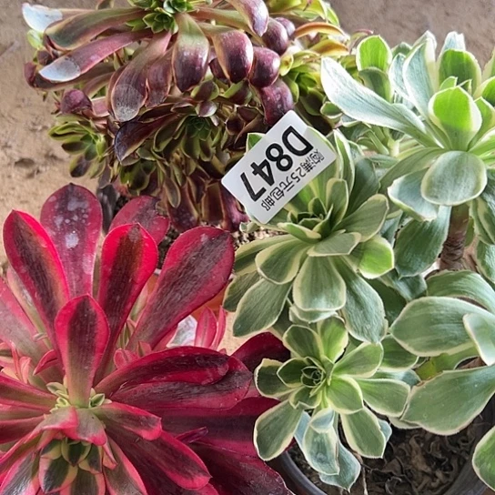 玛*多肉植物三个