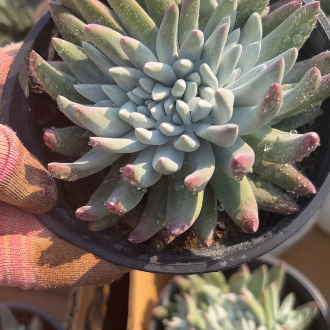 炖哦四座无言星欲稀植物