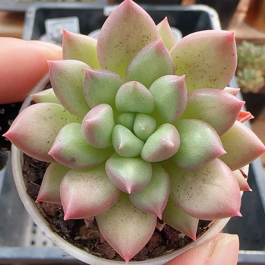 多肉0916-176所罗门