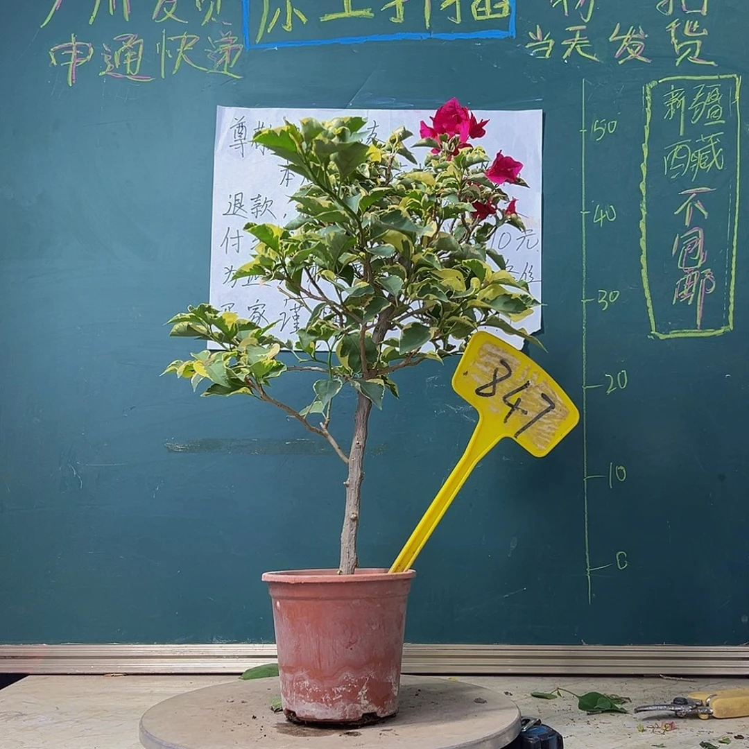 当前无花栽培后可以开花蓝月亮 847