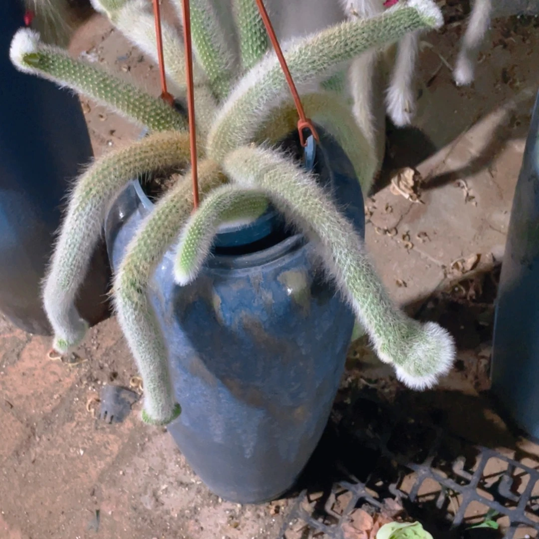 华***九尾狐嫁接缀化111111