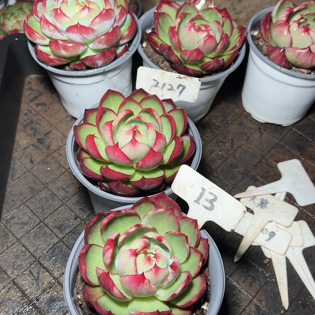 没***挡惊鸿仙子13.2127号