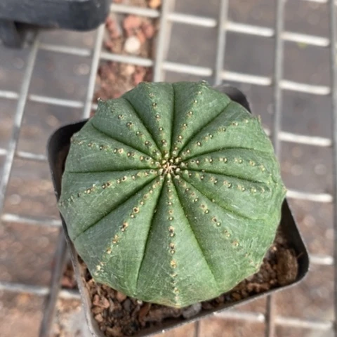 大布纹球5仙人球