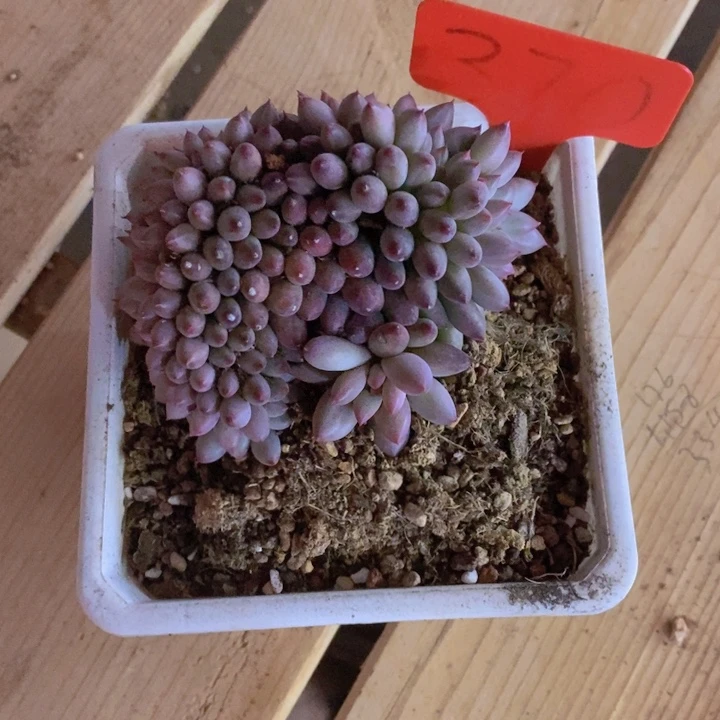 你就在家里吃好吧亲爱