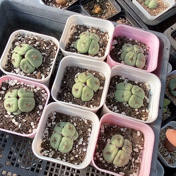 3517吕氏大饼一颗