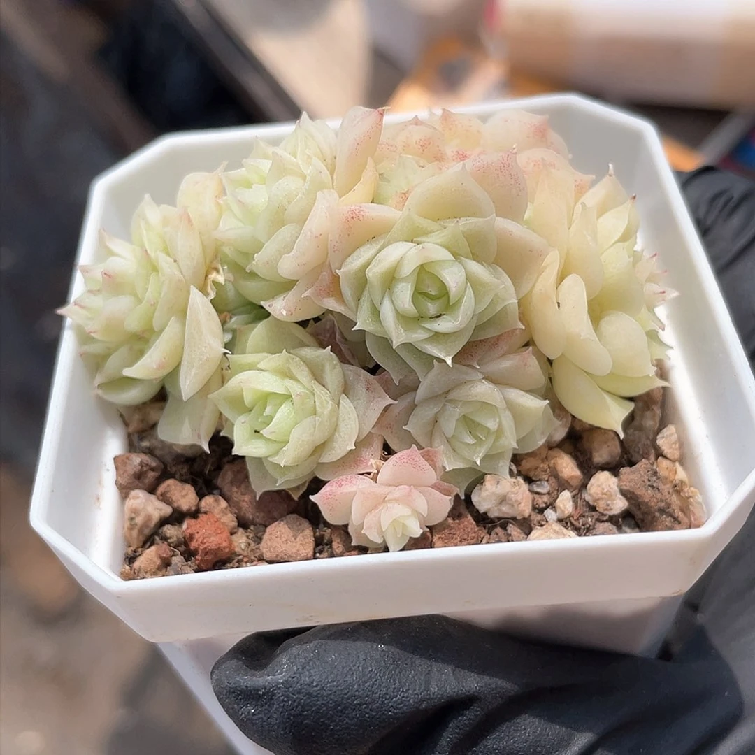 爱****蚁优选麦秆精品9365