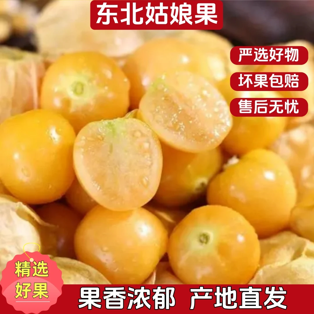 【香甜多汁】东北姑娘果灯笼果香甜可口新鲜采摘产地直发