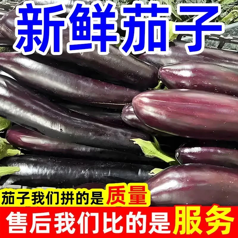 紫皮茄子新鲜长茄子农家烧烤自种东北当季蔬菜批发整箱现摘现发