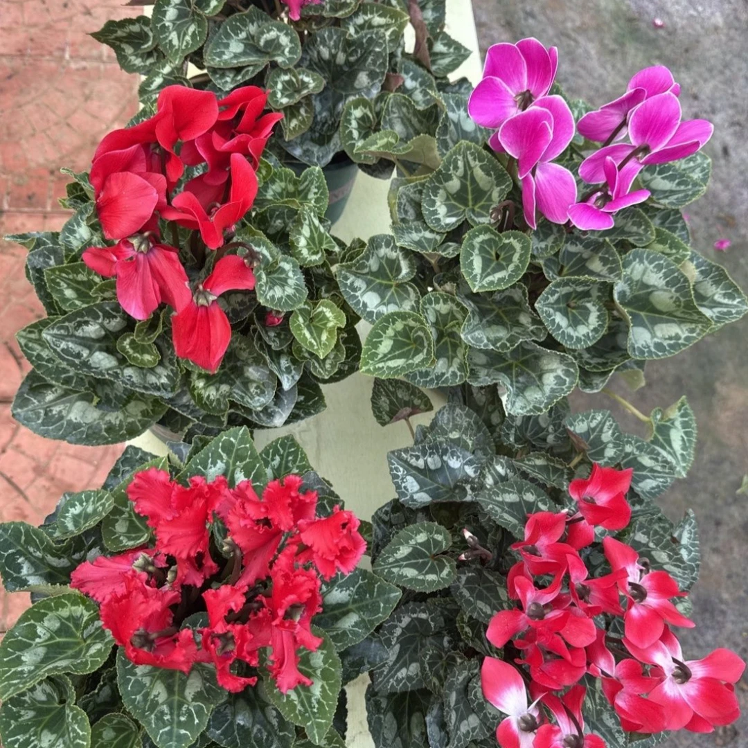 ［一物一拍］小棵形仙客来带花苞发货四季开花耐寒花卉盆栽桌面植物