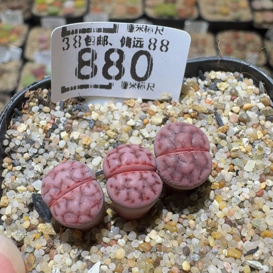 Ssss精品生石花880高特