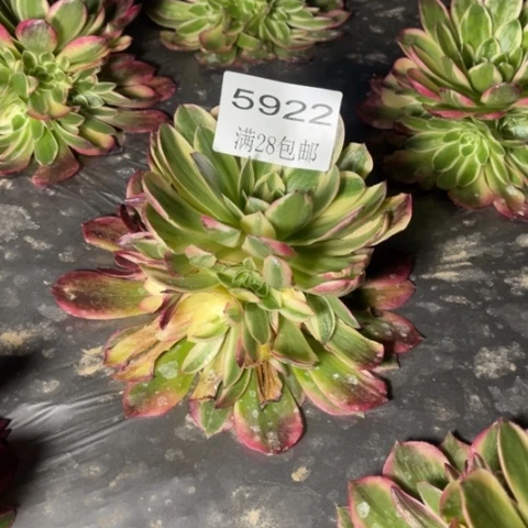 海王多肉多肉5933