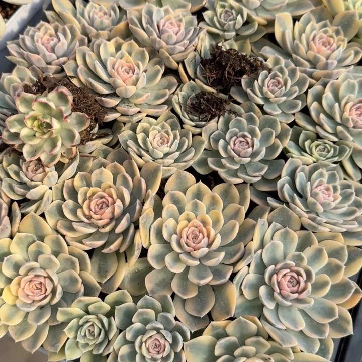 汉堡锦多肉植物精品