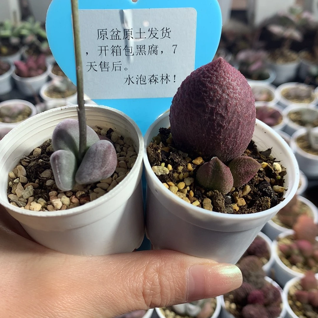 多肉水泡- 组合5