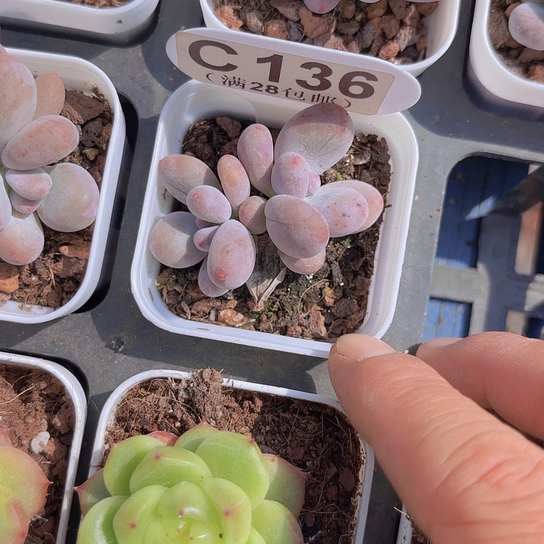 C136芭比奶一物一拍