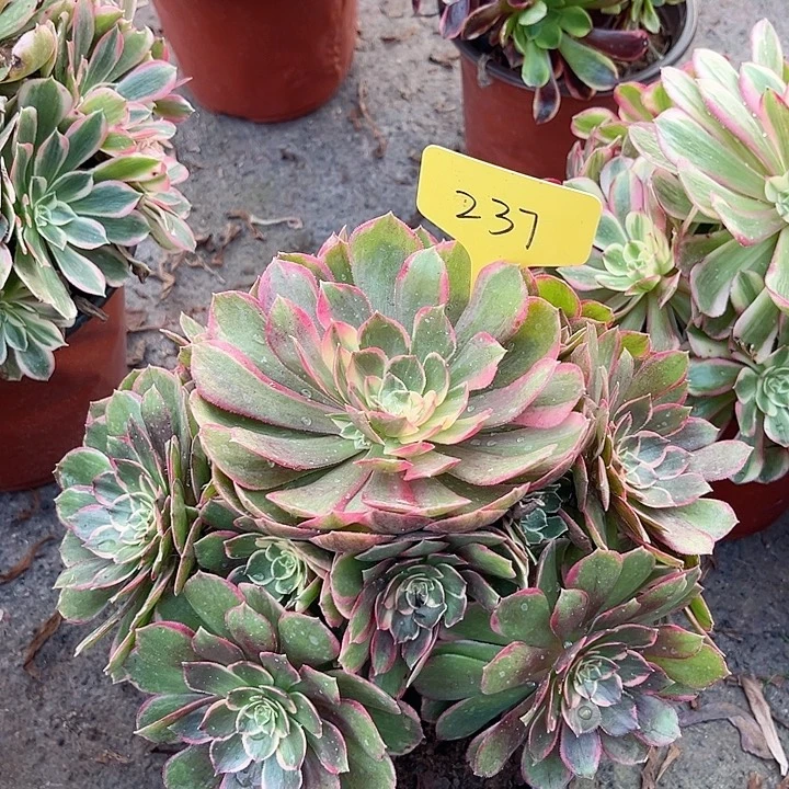 237一颗粉花妖法师