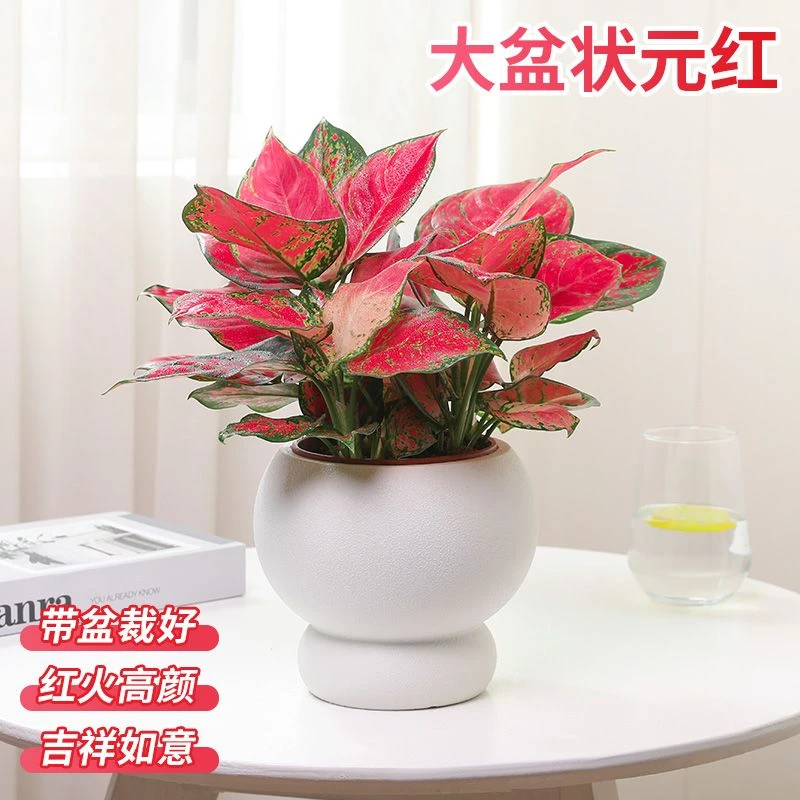 吉利红室内盆栽植物净化空气好养活办公室桌面懒人绿植除甲醛