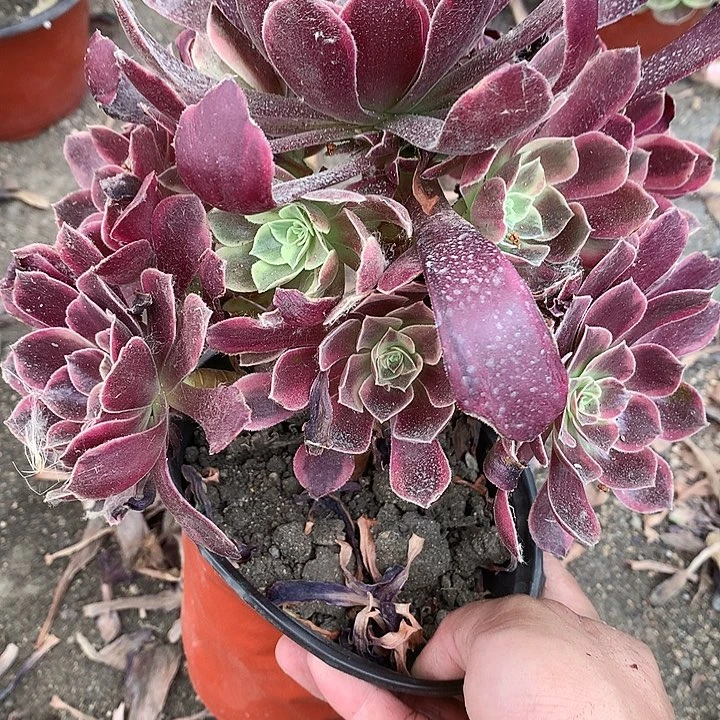 512金斯雀多肉植物