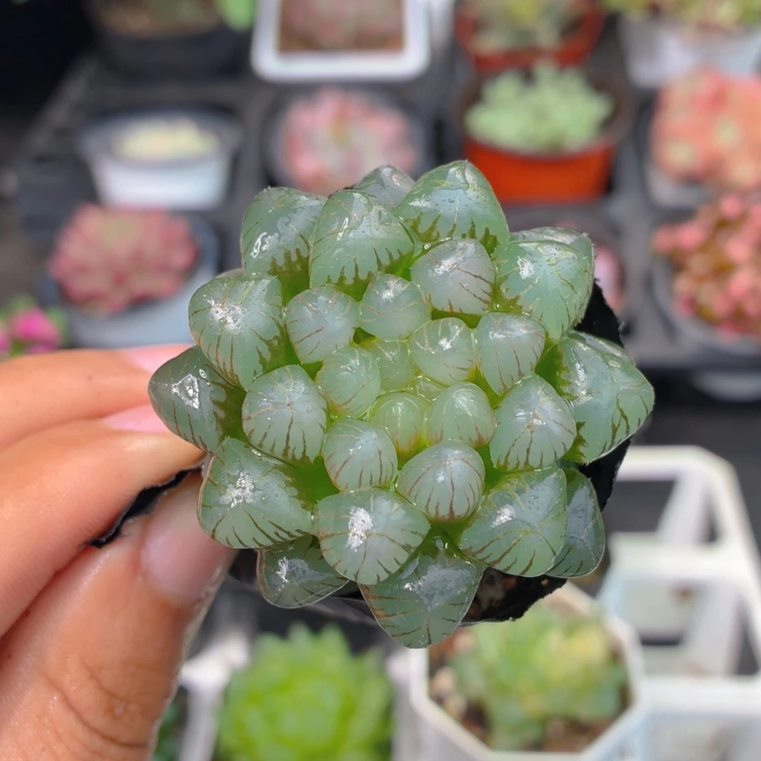 姬玉露多肉9.9包邮发货