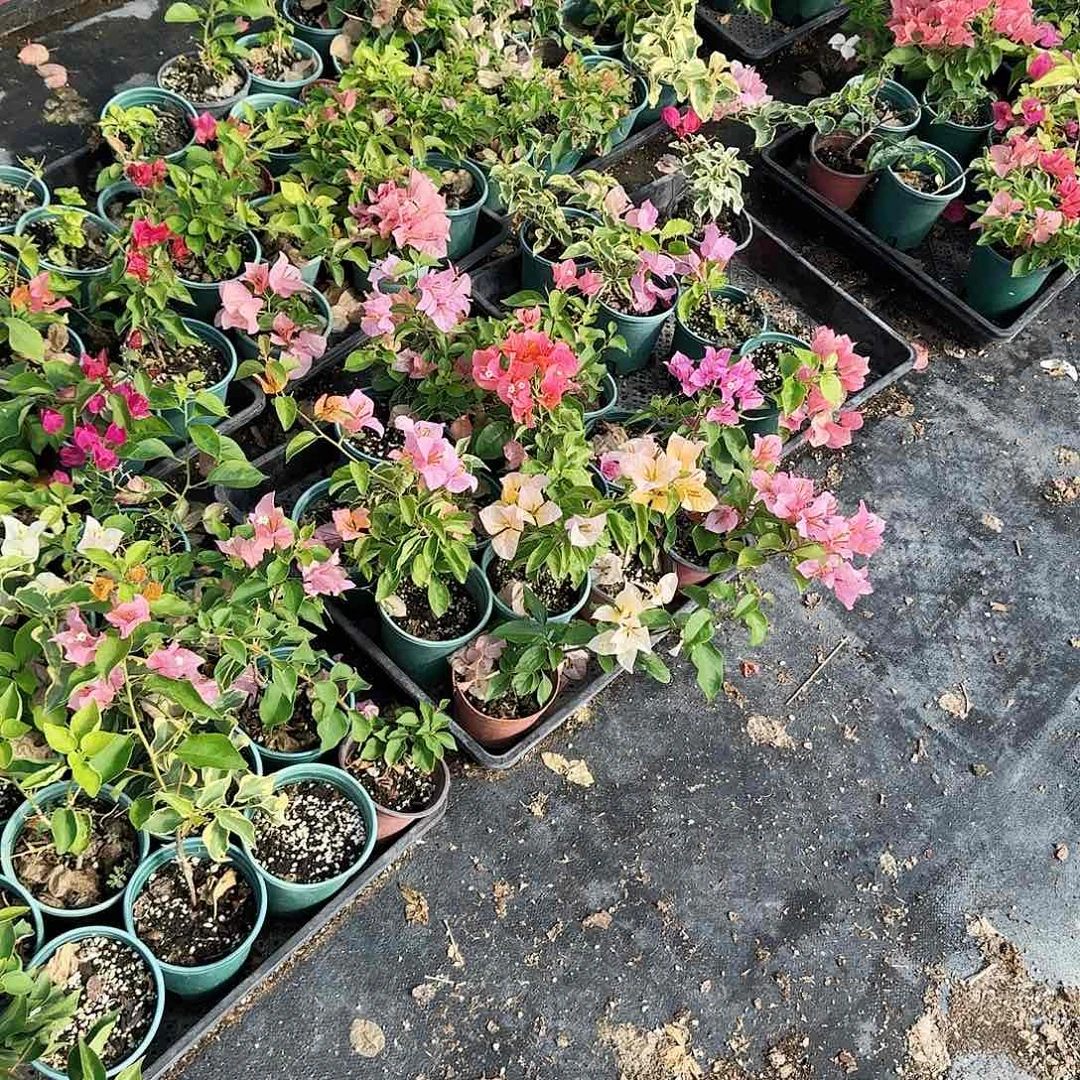 完全开放橙冰和斑红红英