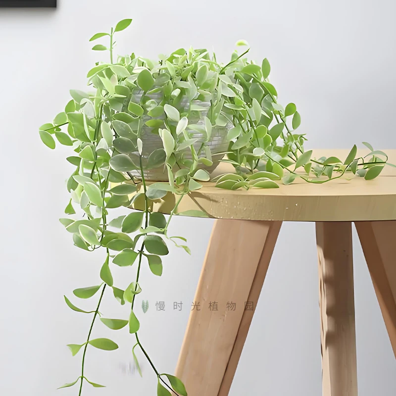 吊兰金边翡翠恋人绿植物盆栽室内桌面好养悬挂垂吊爱之蔓网红北欧