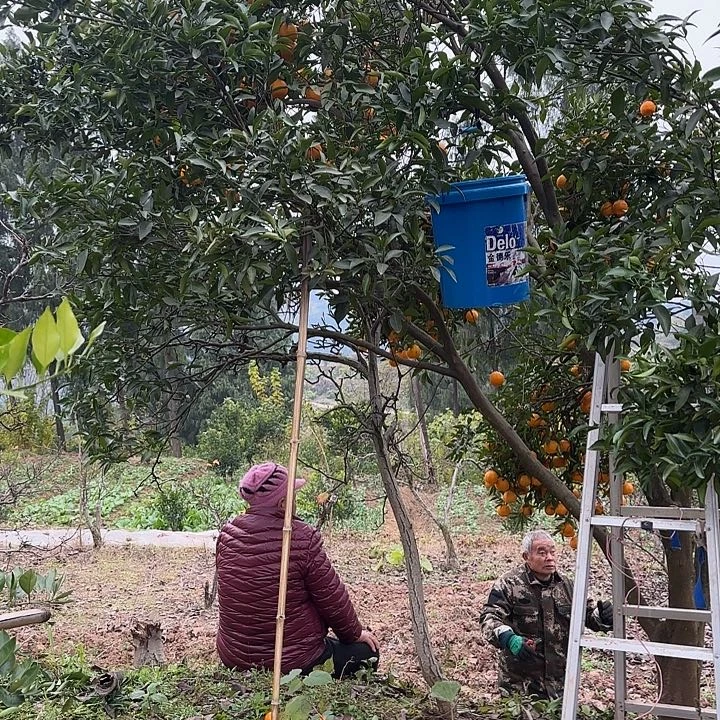 椪柑五斤小果50-60直径果