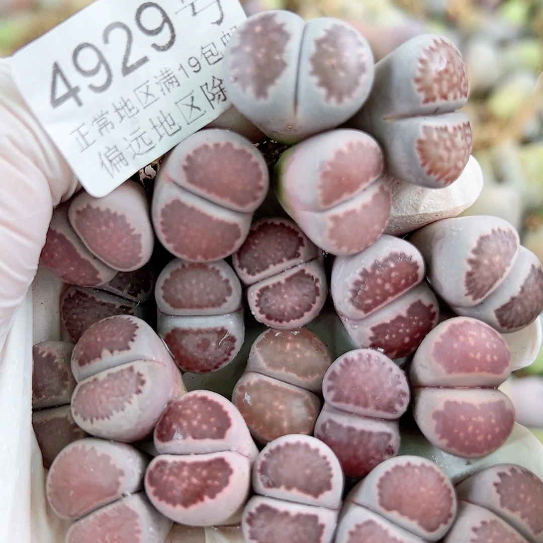 4929 好养易活生石花大母本20个