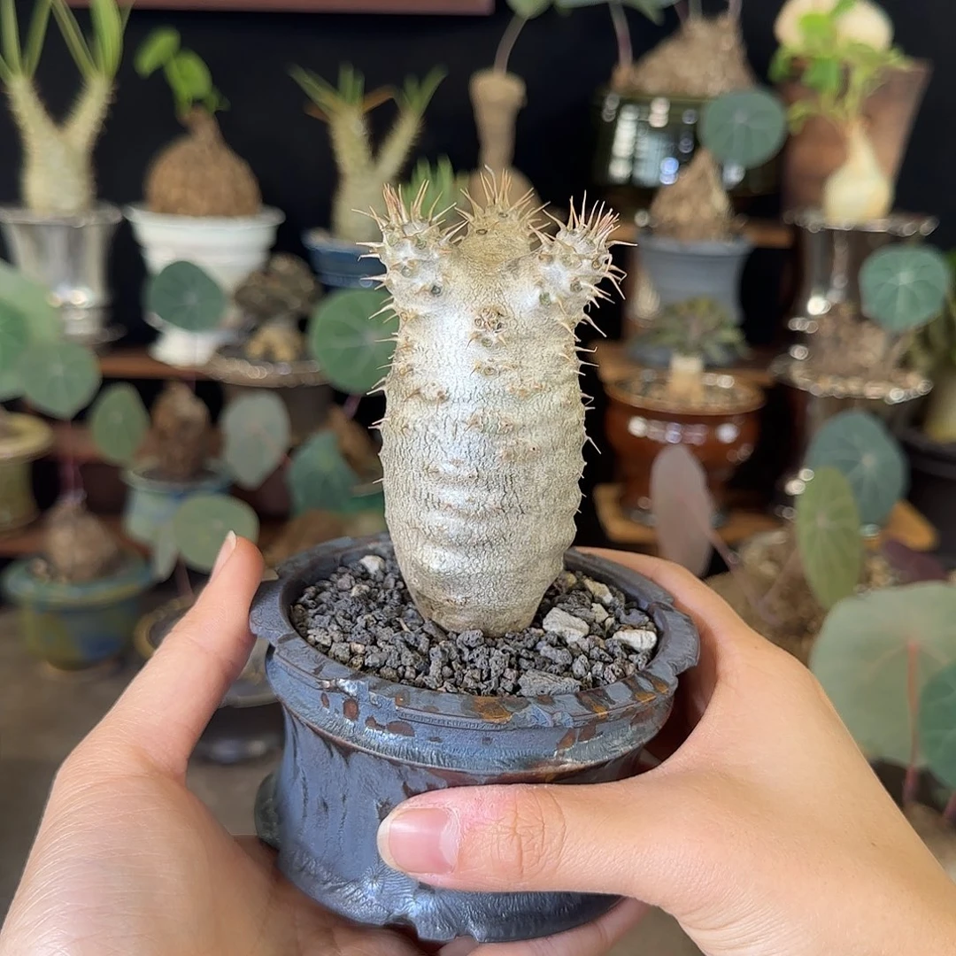 一物一拍实生象牙宫