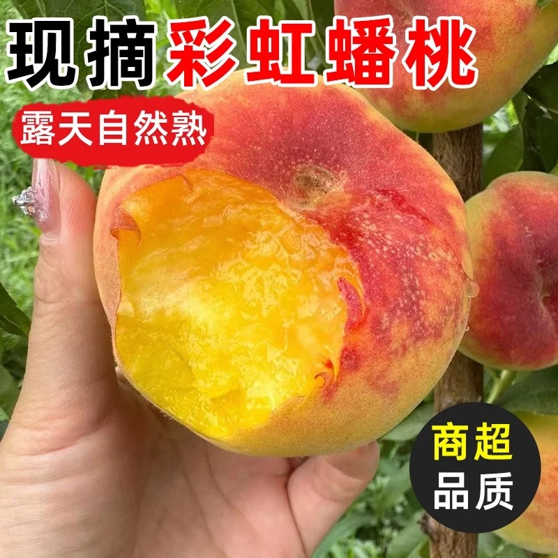 正宗彩虹蟠桃新鲜采摘当季高山水蜜毛桃扁桃王母蟠桃产地直发