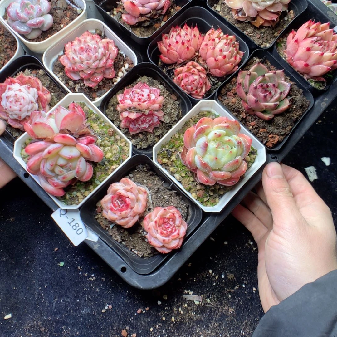 无花朵Q180。 yyyyyyyy