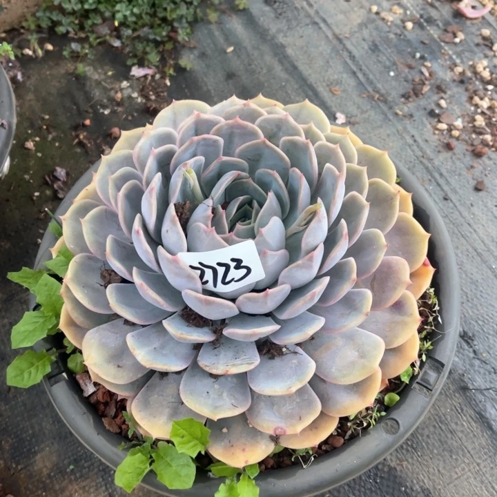 K*n2723菲欧娜CC多肉