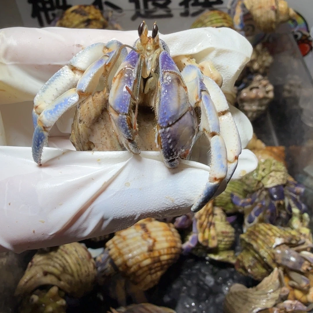 2.4口通体蓝白丝袜