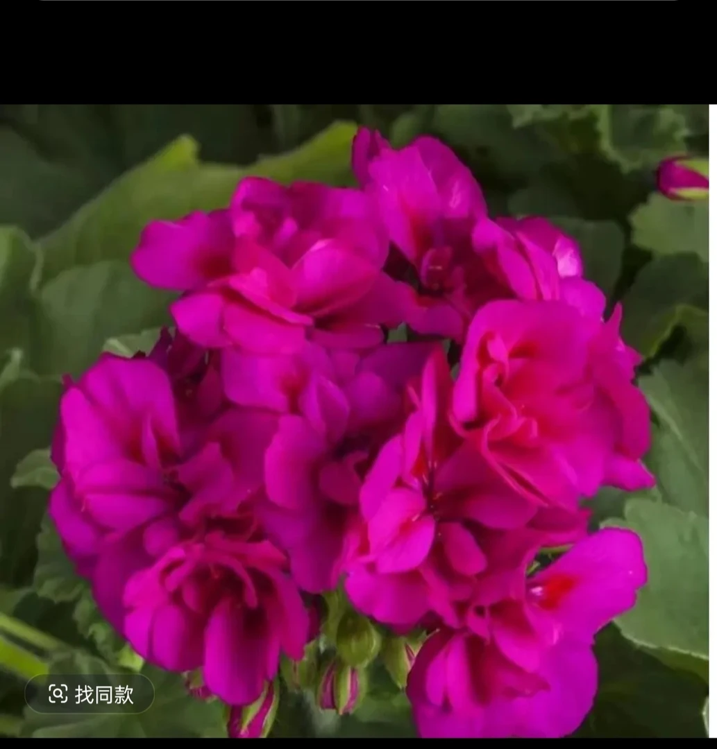 紫罗兰直立天竺葵小苗